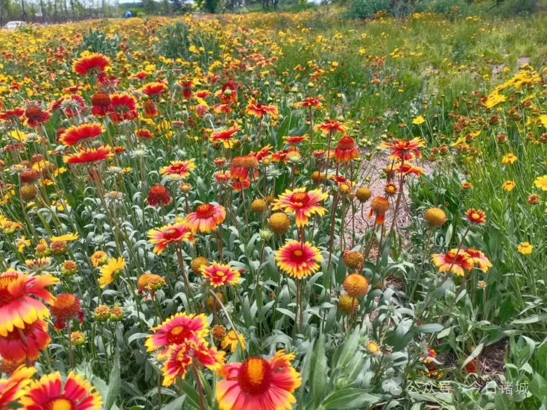 中天路通过种植松果菊,天人菊,金鸡菊等多种野生花卉,使花期延长,6