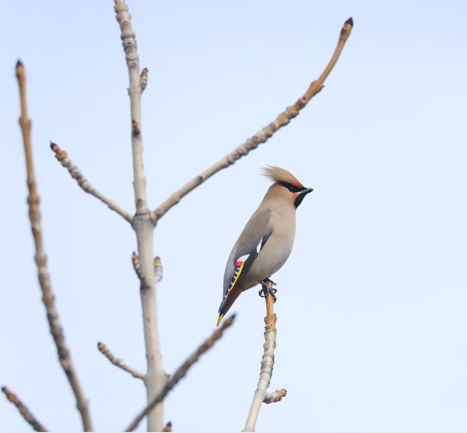 来了就是客!百只太平鸟乐游外滩湿地