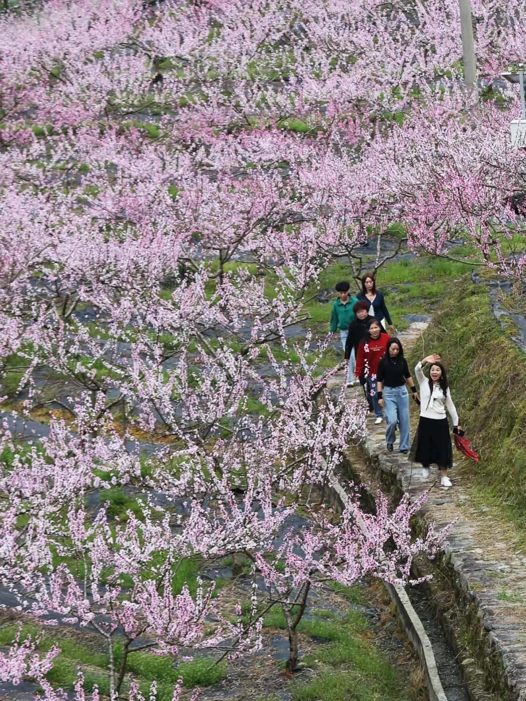 春游丽水龙泉赏花地图上线