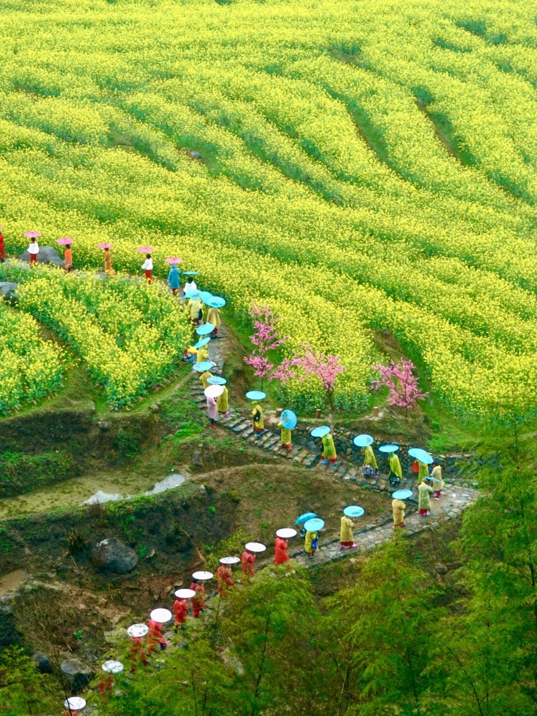 春游丽水:龙泉赏花地图上线→_澎湃号·政务_澎湃新闻-the paper