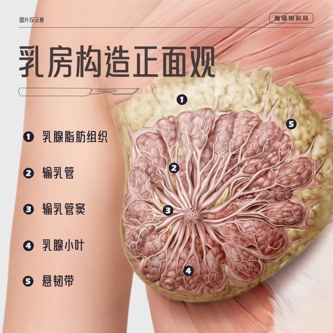 乳房正常起来部位图片