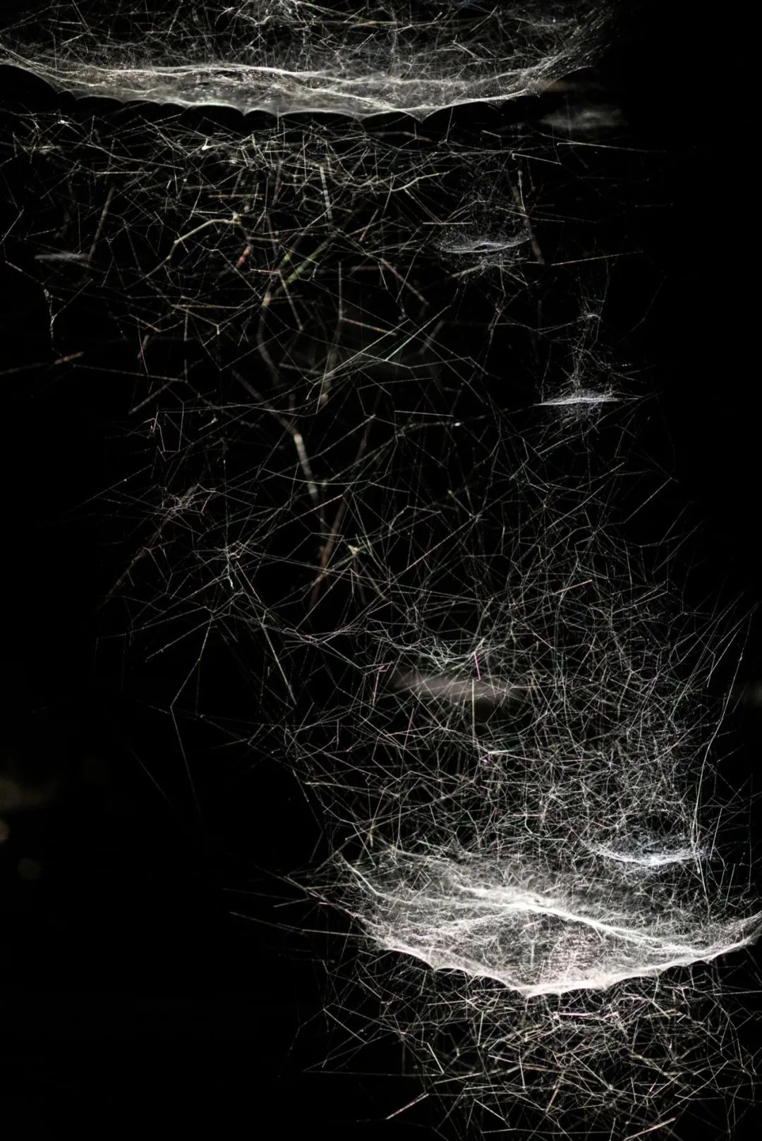 杉本博司50年创作生涯,"蜘蛛侠"在红砖美术馆_澎湃号·湃客_澎湃新闻