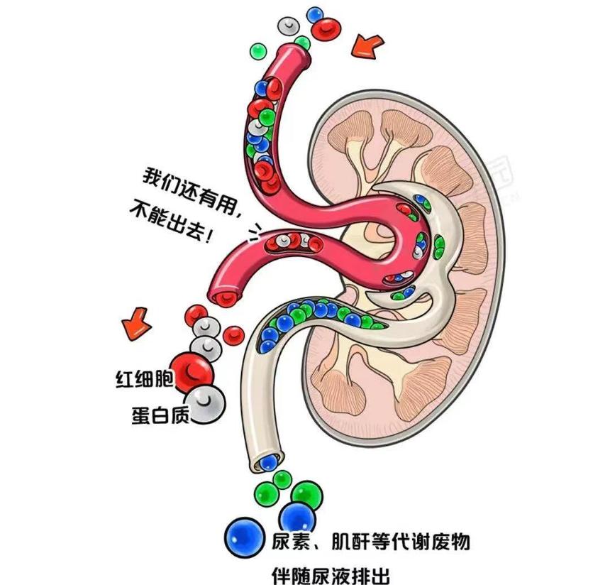 "热辣滚烫"也可能会伤肾_澎湃号·湃客_澎湃新闻-the paper