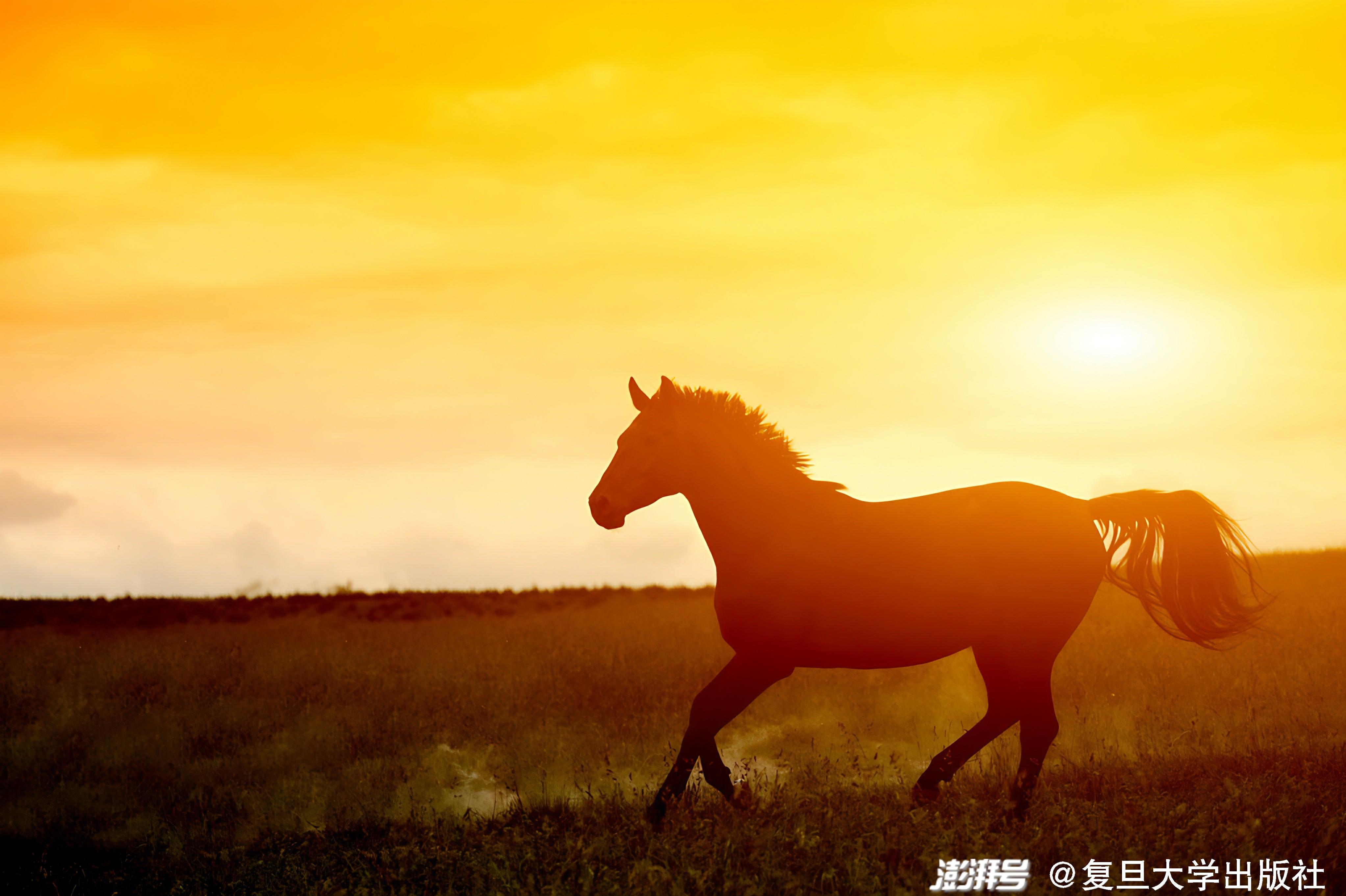 我跟马没有长久贴身的接触