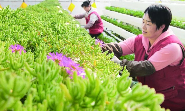 融入京津展华彩叫响秦皇岛净菜品牌