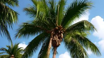 椰树集团、绍兴椰树成被执行人