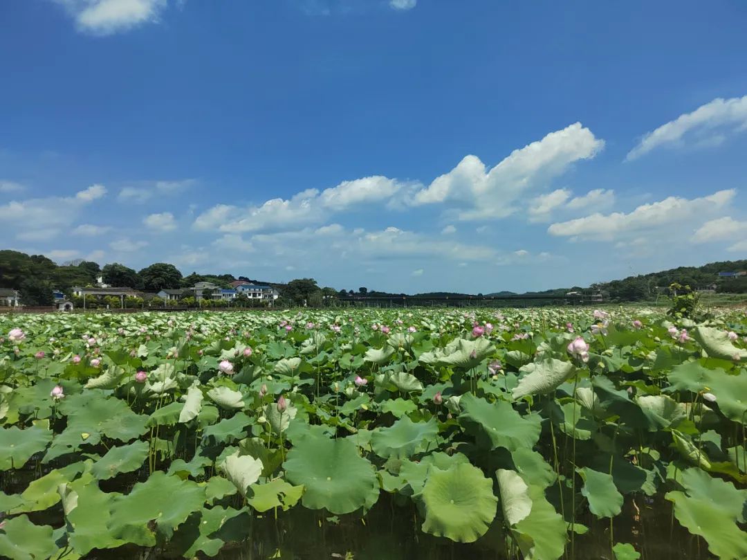 冷水滩伊塘十五大景区欢迎您来打卡!旅游地图已新鲜出炉