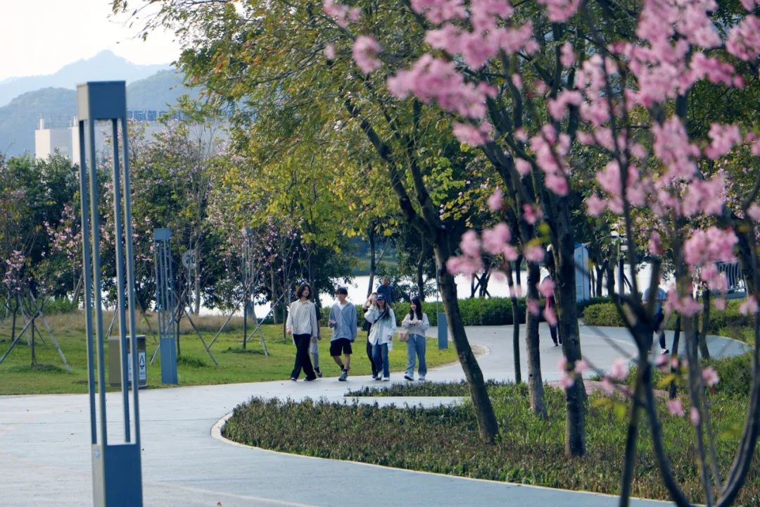 去年以来,肇庆新区砚阳湖公园通过义务植树等方式陆陆续续栽种了大批