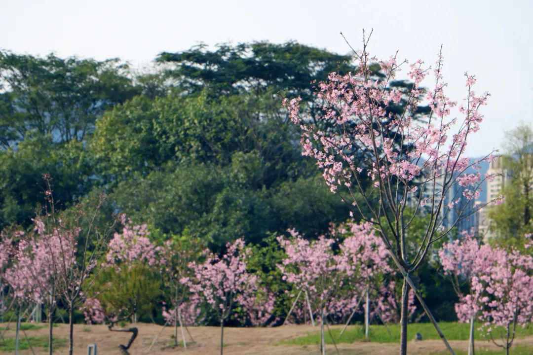 去年以来,肇庆新区砚阳湖公园通过义务植树等方式陆陆续续栽种了大批
