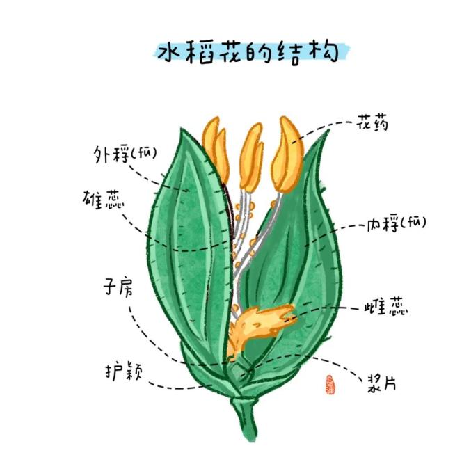 水稻花的主要结构图片