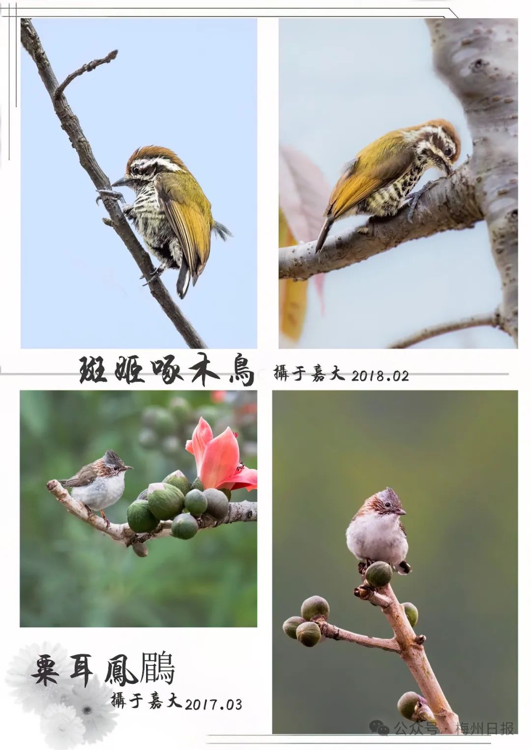 蓝喉太阳鸟 摄于明山(老玩梅 摄)△红嘴蓝鹊 摄于泮坑(老玩梅 摄 