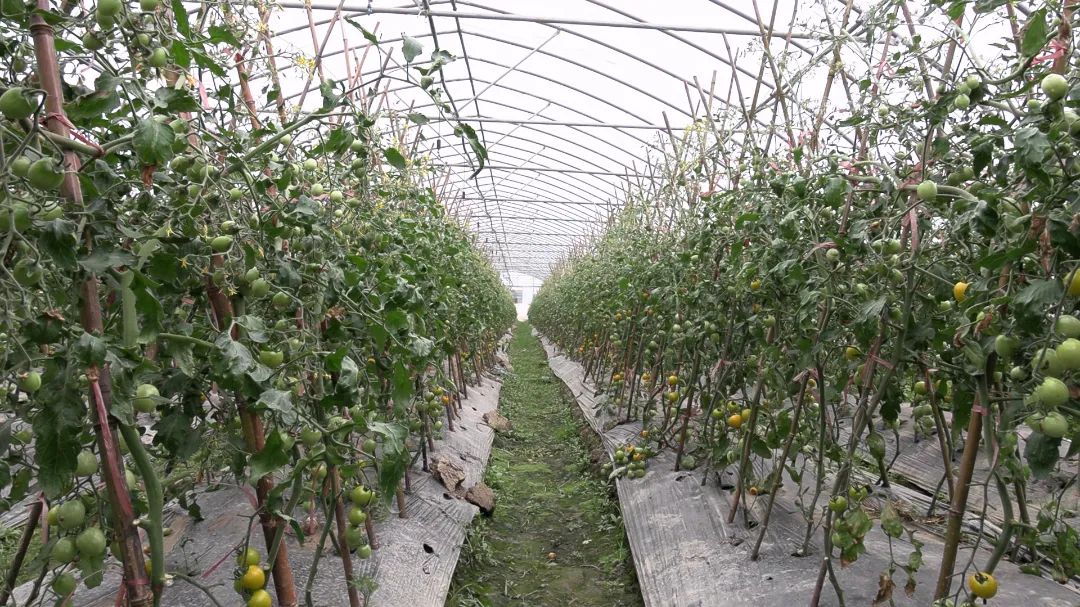 有浙粉201,金典2号,青霞66,申粉918,中蔬5号,申粉等品种,亩产约3000斤