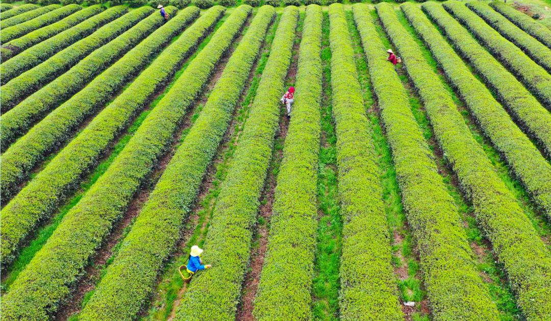 浏阳淳口镇:漫山清香漫山翠,万亩茶园变花园_澎湃号·政务_澎湃新闻