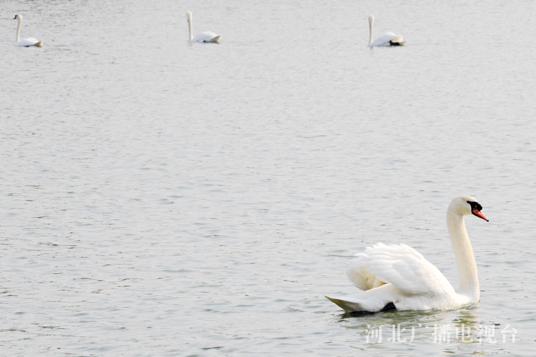 3月3日,在河北省邯郸市广平县天鹅湖公园,天鹅在水面嬉戏.