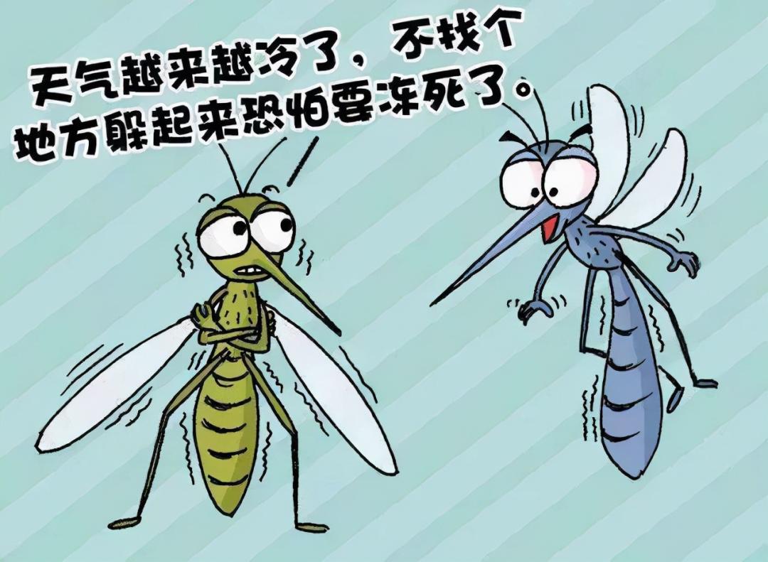 教你消灭至少1000只蚊子的方法:杀死一只越冬蚊!
