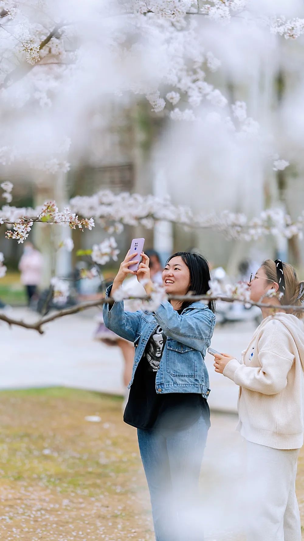 春来狮山,带你坠入花海_澎湃号·政务_澎湃新闻-the paper
