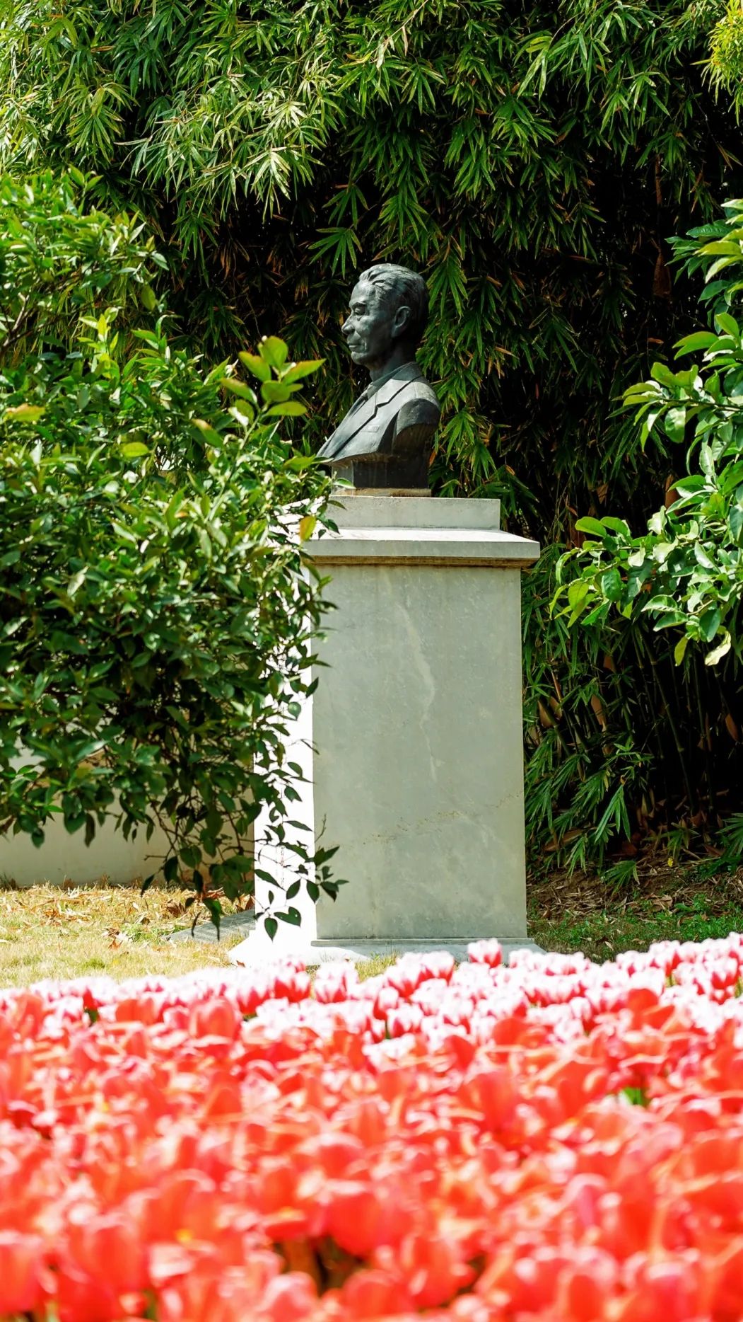 春来狮山,带你坠入花海_澎湃号·政务_澎湃新闻-the paper