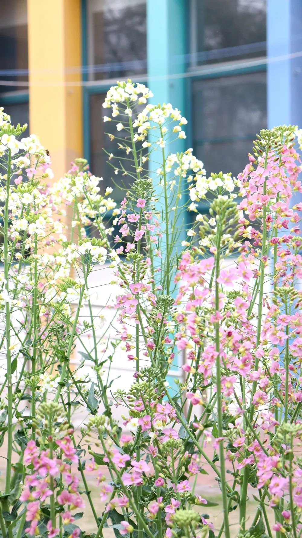 春来狮山,带你坠入花海_澎湃号·政务_澎湃新闻-the paper