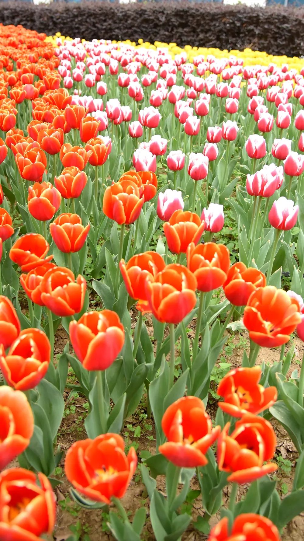 春来狮山,带你坠入花海_澎湃号·政务_澎湃新闻-the paper