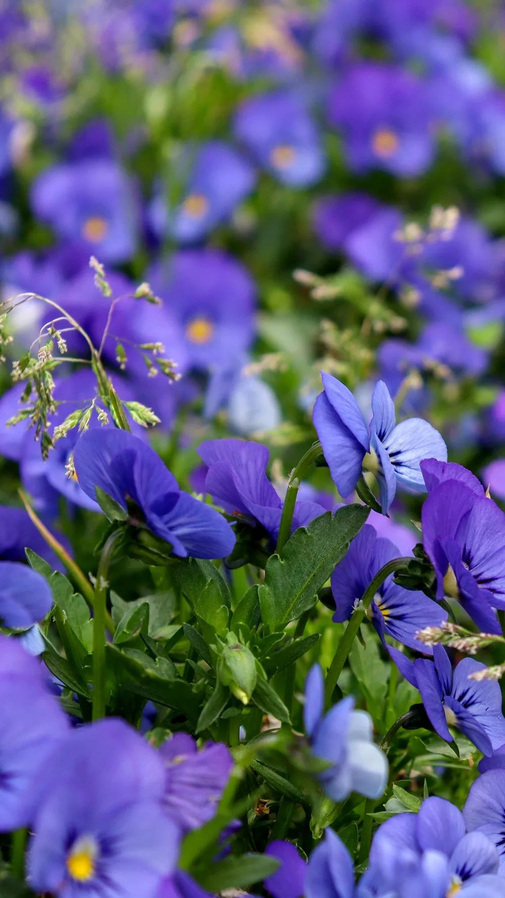 春来狮山,带你坠入花海_澎湃号·政务_澎湃新闻-the paper