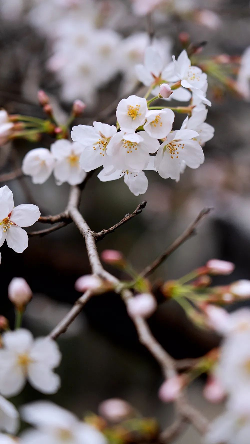 春来狮山,带你坠入花海_澎湃号·政务_澎湃新闻-the paper