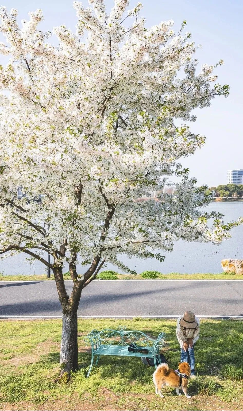 东西湖这棵樱花树