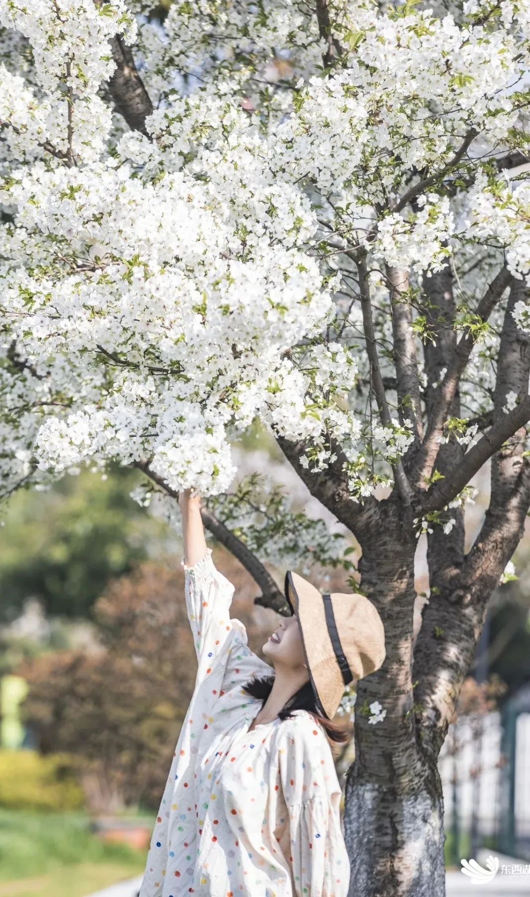 东西湖这棵樱花树是不是要火了