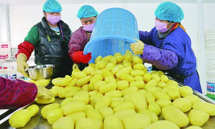 忠伟蔬菜合作社员工管护"冰山美人".