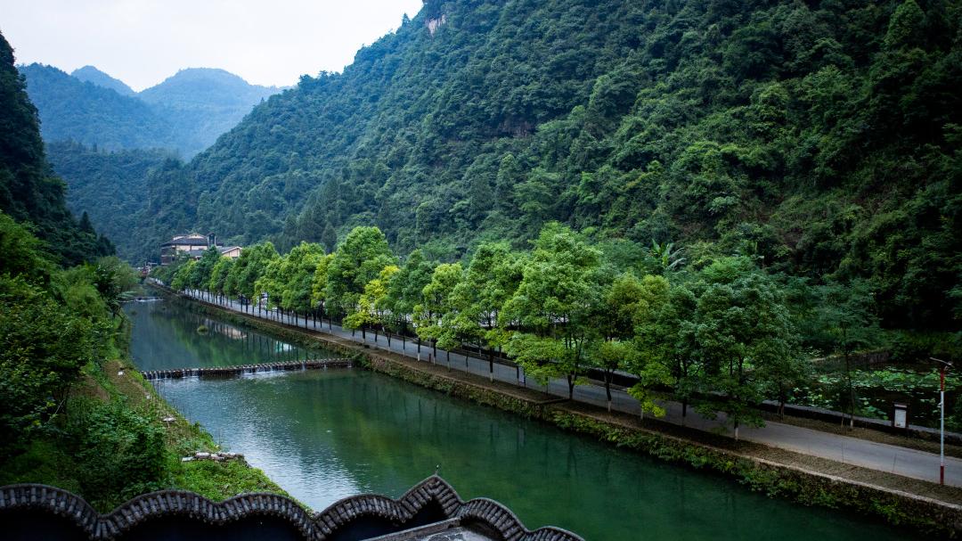 乡游黔中绥阳县大溪村早春来临茶山已醒