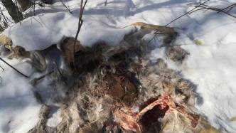 尸体被雪埋月余，皮肉被其他动物啃食几尽｜绿会保护地开春巡护发现