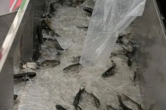 峡山水库今年计划放流净水鱼苗2100万尾,投放量历年最大_澎湃号·政务