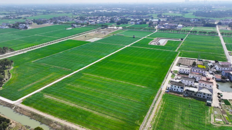 乡村振兴|农业强,农村美,农民富 无锡农村焕发勃勃生机_澎湃号·媒体