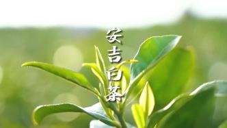 这个春天到浙江采摘“茶中大熊猫”——安吉白茶