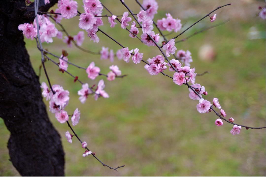 樱花花梗图片