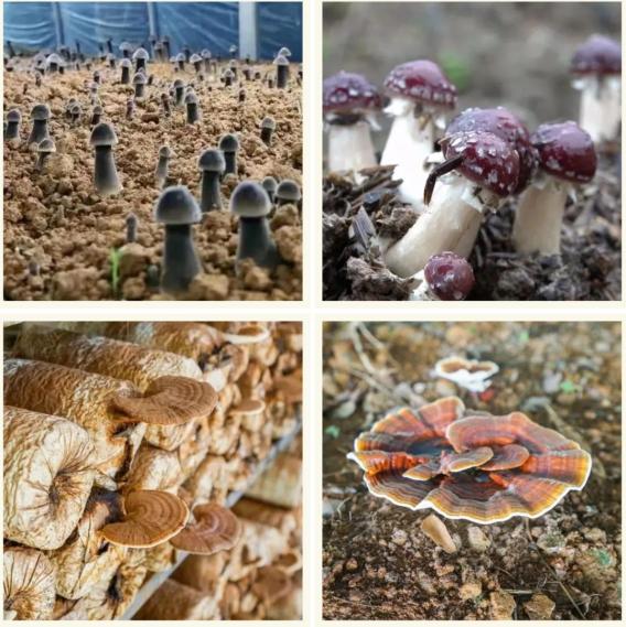 雪耳,黑皮鸡枞菌,猴头菇等春天到了总要尝这一口鲜味△新丰红松茸赤身