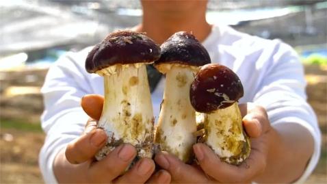 雪耳,黑皮鸡枞菌,猴头菇等春天到了总要尝这一口鲜味△新丰红松茸赤身