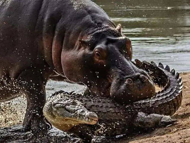 为了拯救角马,河马与鳄鱼决斗,而其它角马却视若无睹_澎湃号·湃客