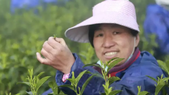 浙江这个小县城，竟然藏着中国唯一一株存活的千年白茶树种