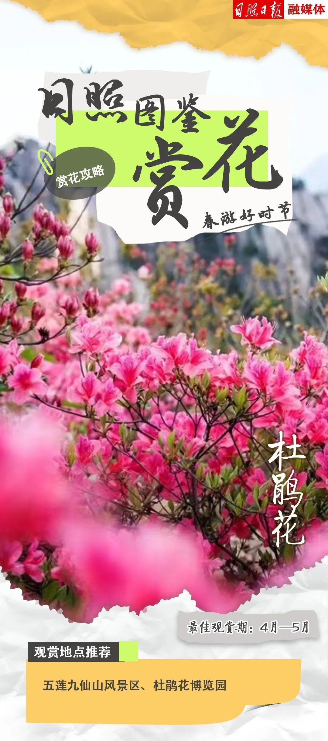 而中国杜鹃花博览园(日照)值得一看再看,这里的有几百种杜鹃花
