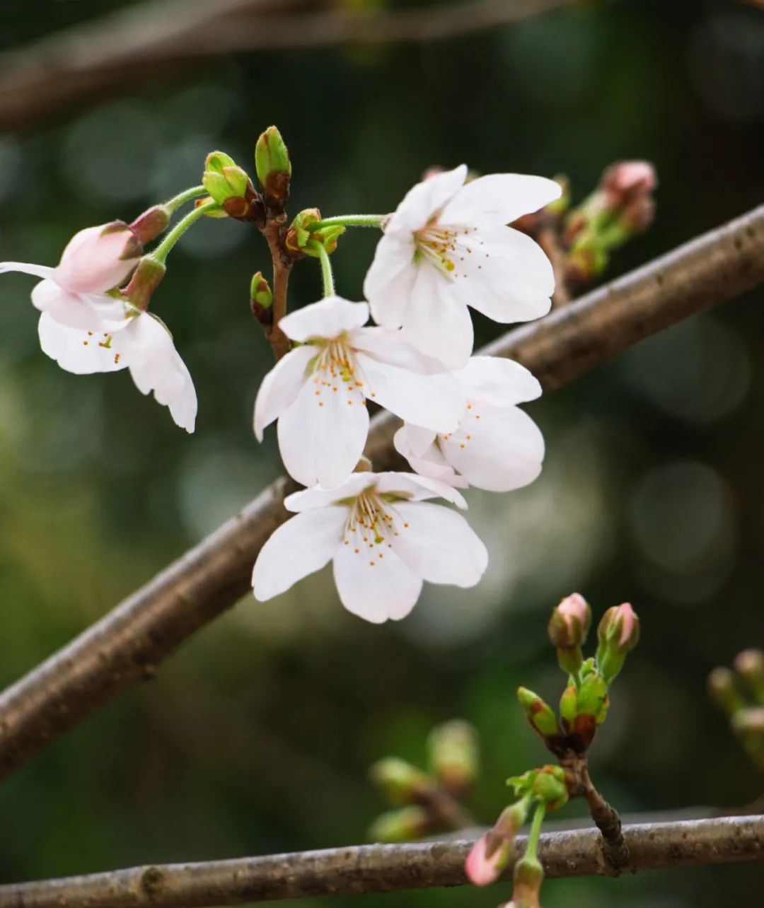 报送:季雨诞(奉城镇)原标题:《来奉城镇这个村,寻找春日踪迹～》