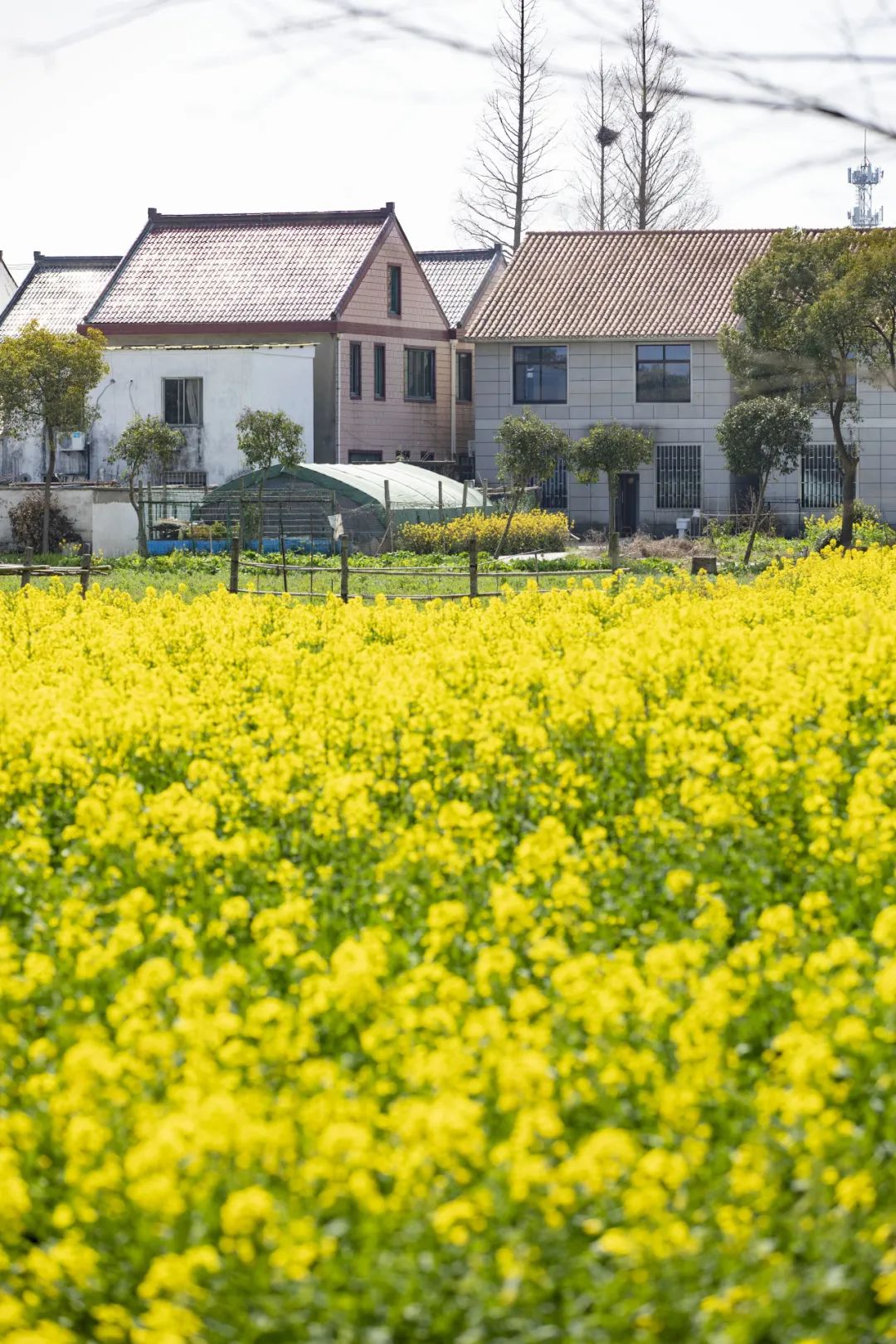 在柘林,邂逅乡村之美!_澎湃号·政务_澎湃新闻-the paper
