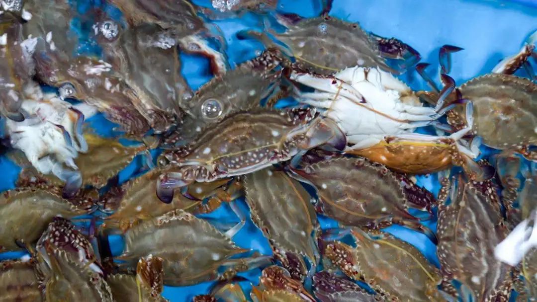 梭子蟹,螺蛳,刀鱼……吃"春鲜"正当时_澎湃号·政务_澎湃新闻-the