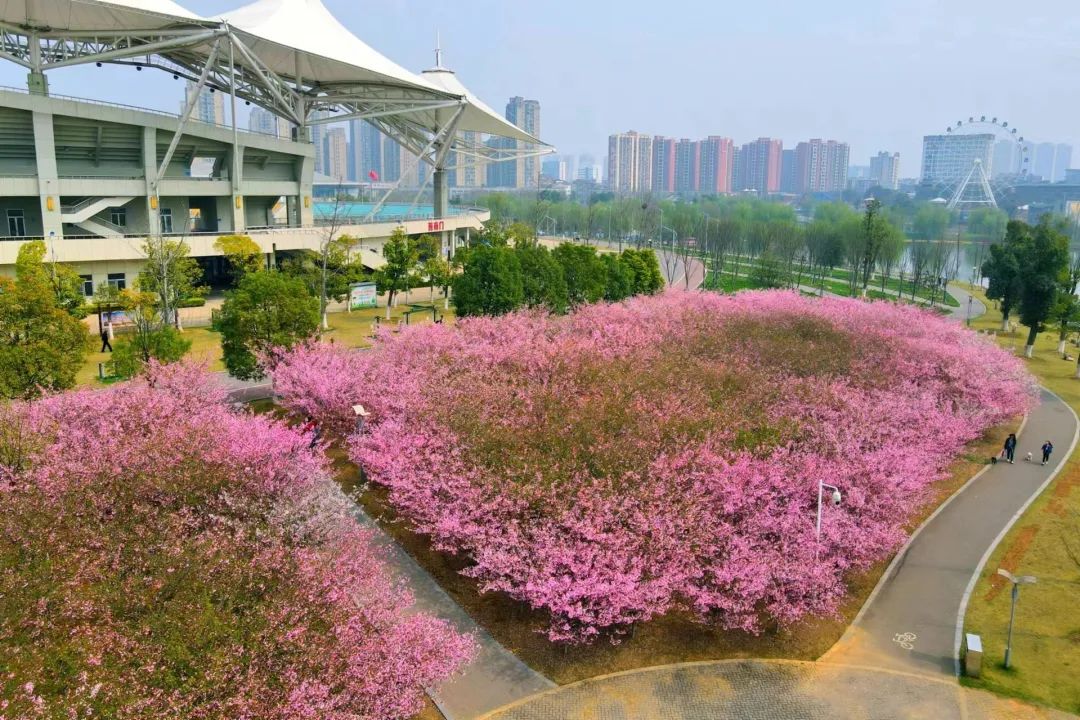 遇见枝江海棠共赴春日之约