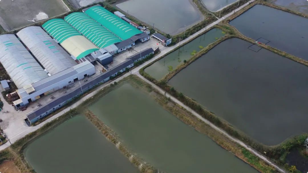 调研之后选定在了八里店镇的潞村,潞村的水质非常好,很适合罗氏沼虾苗