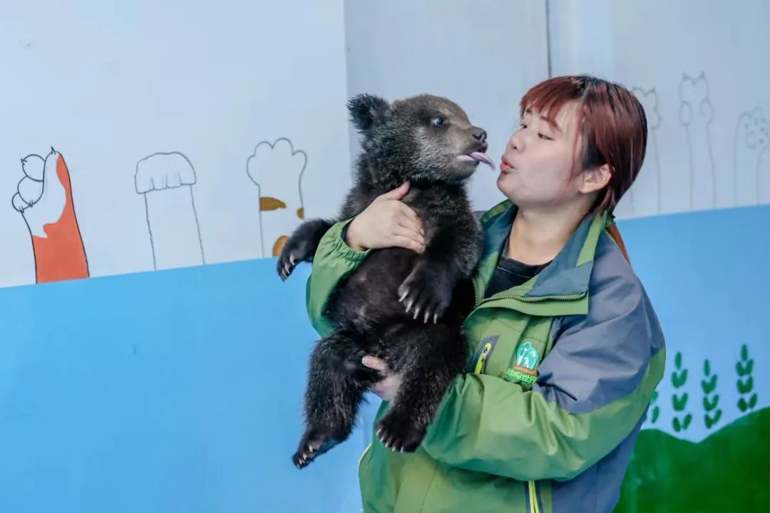 "百兽之王"敏敏的"养娃"日记_澎湃号·政务_澎湃新闻-the paper