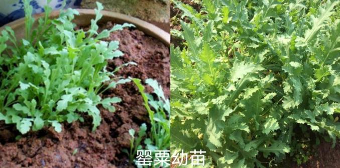 罂粟,俗称"大烟壳子",它还有一个被大众所知的名字——鸦片.