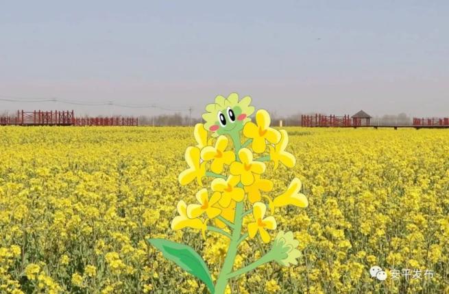 网信安平 | 一株油菜花的自述:四月,别忘了来安平看我呦~_澎湃号