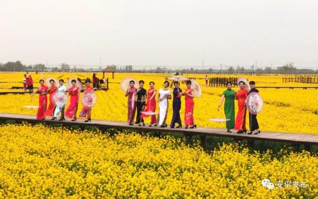 网信安平一株油菜花的自述四月别忘了来安平看我呦