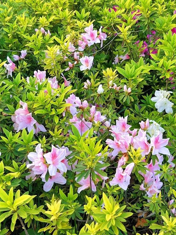 花儿拍了拍你说:"春天到了"_澎湃号·政务_澎湃新闻-the paper