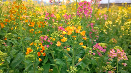 油菜花颜色气味图片